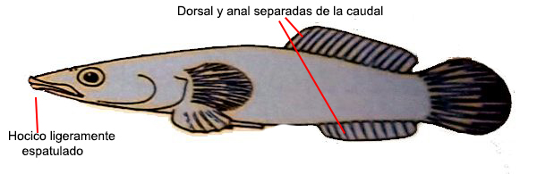 Lepadogaster candolii_001.jpg